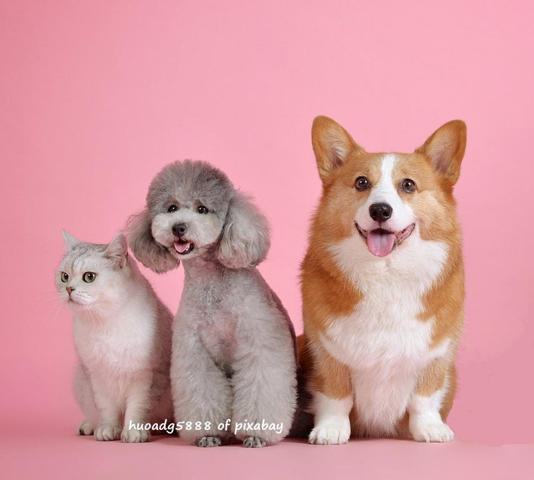 Herbs for Pets