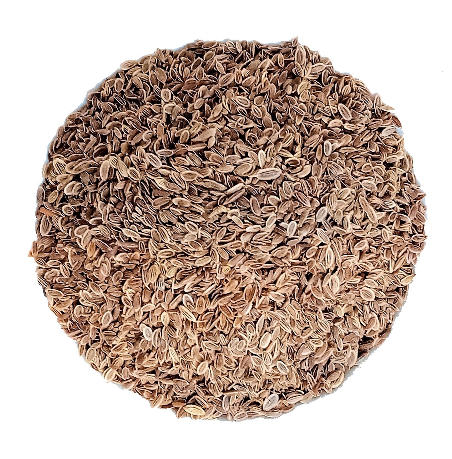 dill seed