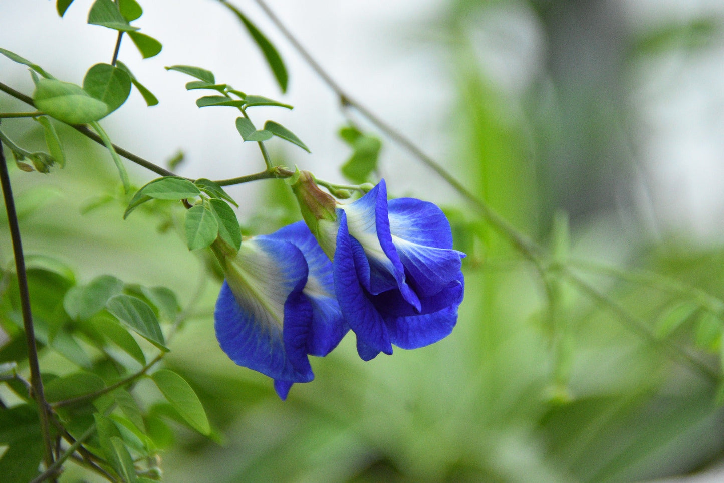 butterfly pea flowers in the garden