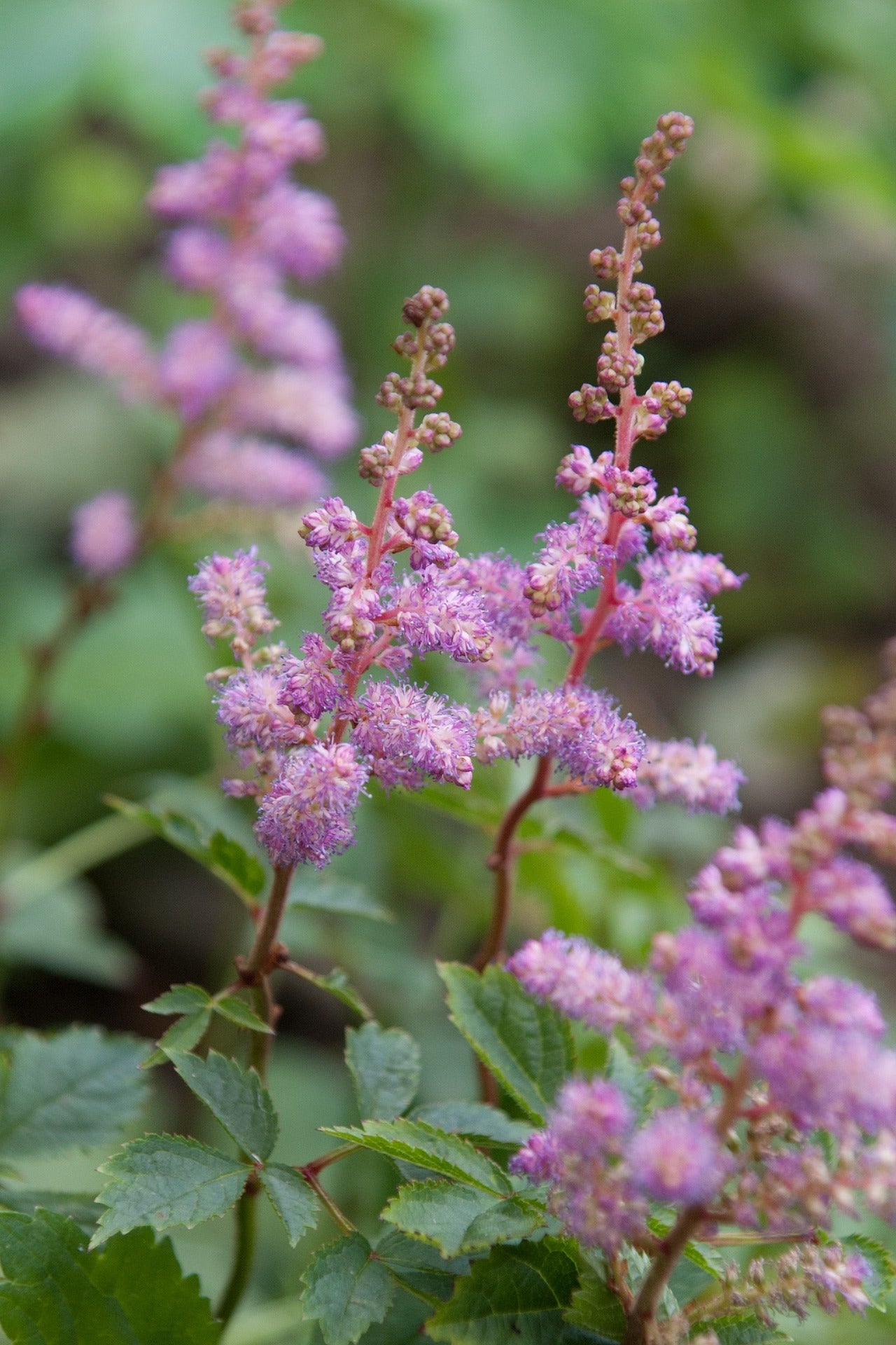 meadowsweet in field