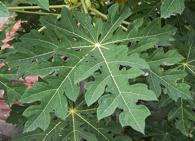 The Amazing Humble Paw Paw Tree