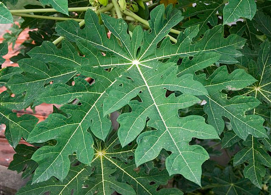 The Amazing Humble Paw Paw Tree