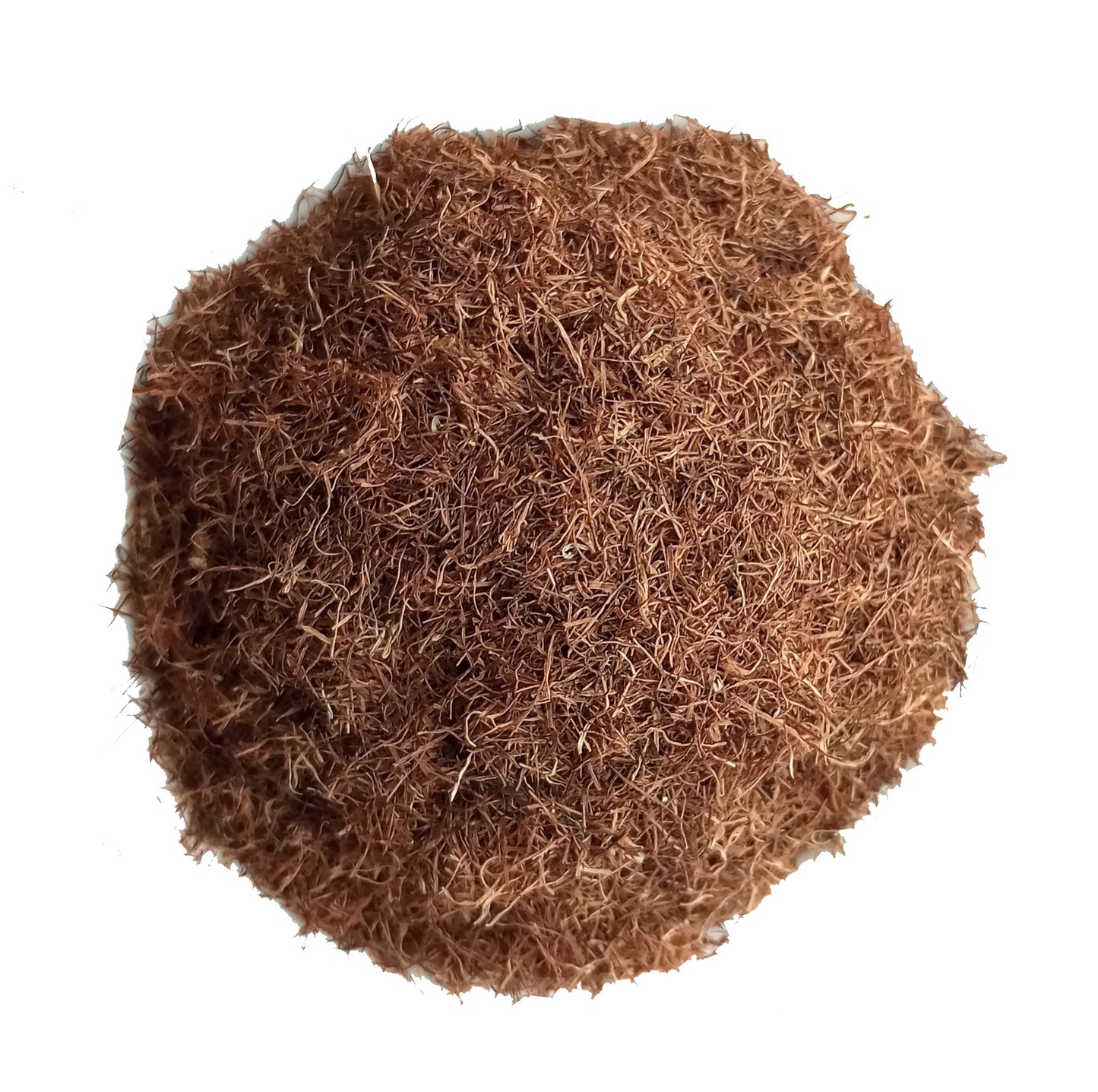 cornsilk - cut

