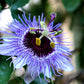 photo of purple passionflower