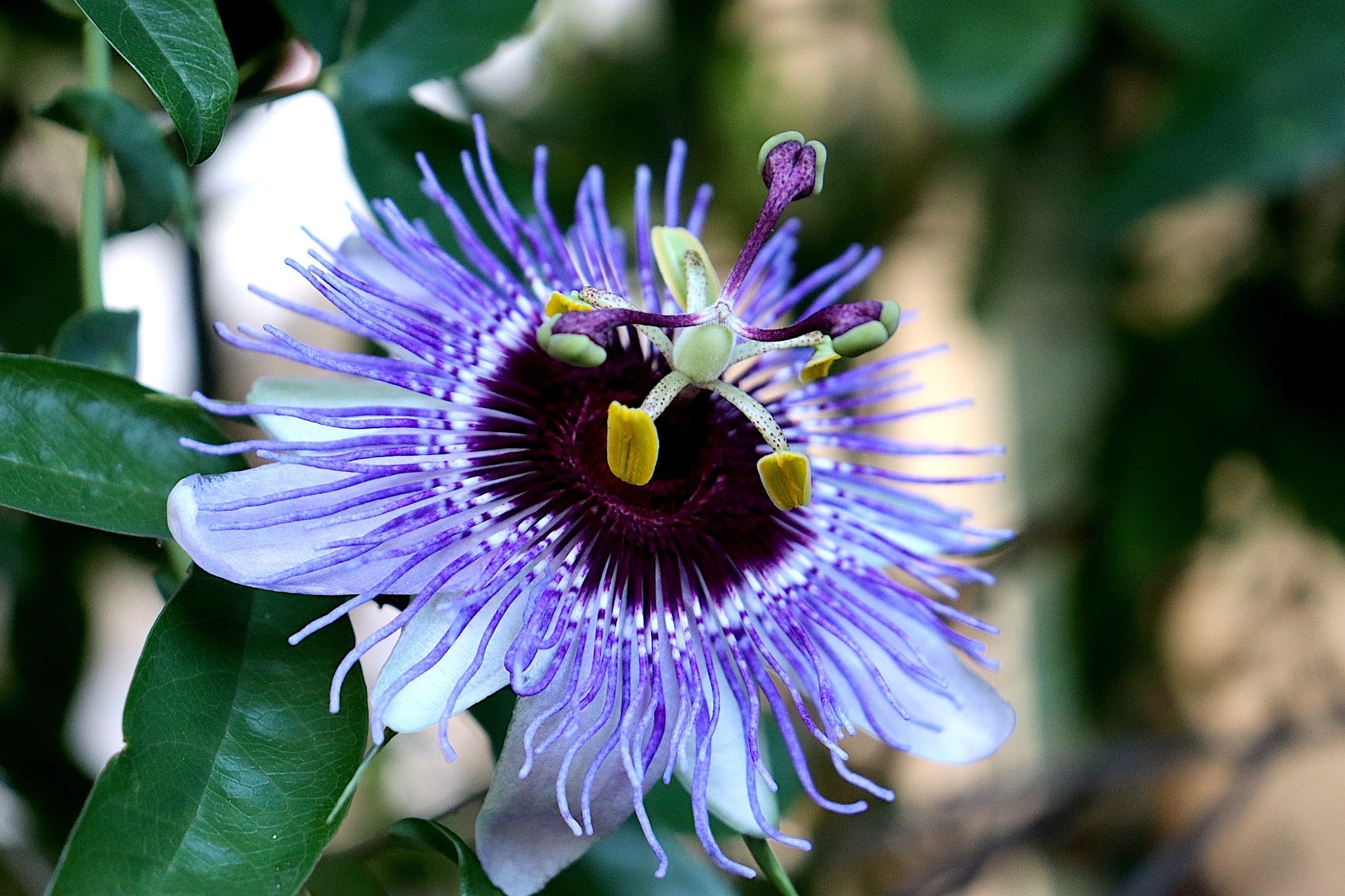 photo of purple passionflower