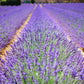 LAVENDER FIELDS