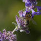 catnip plant with bee