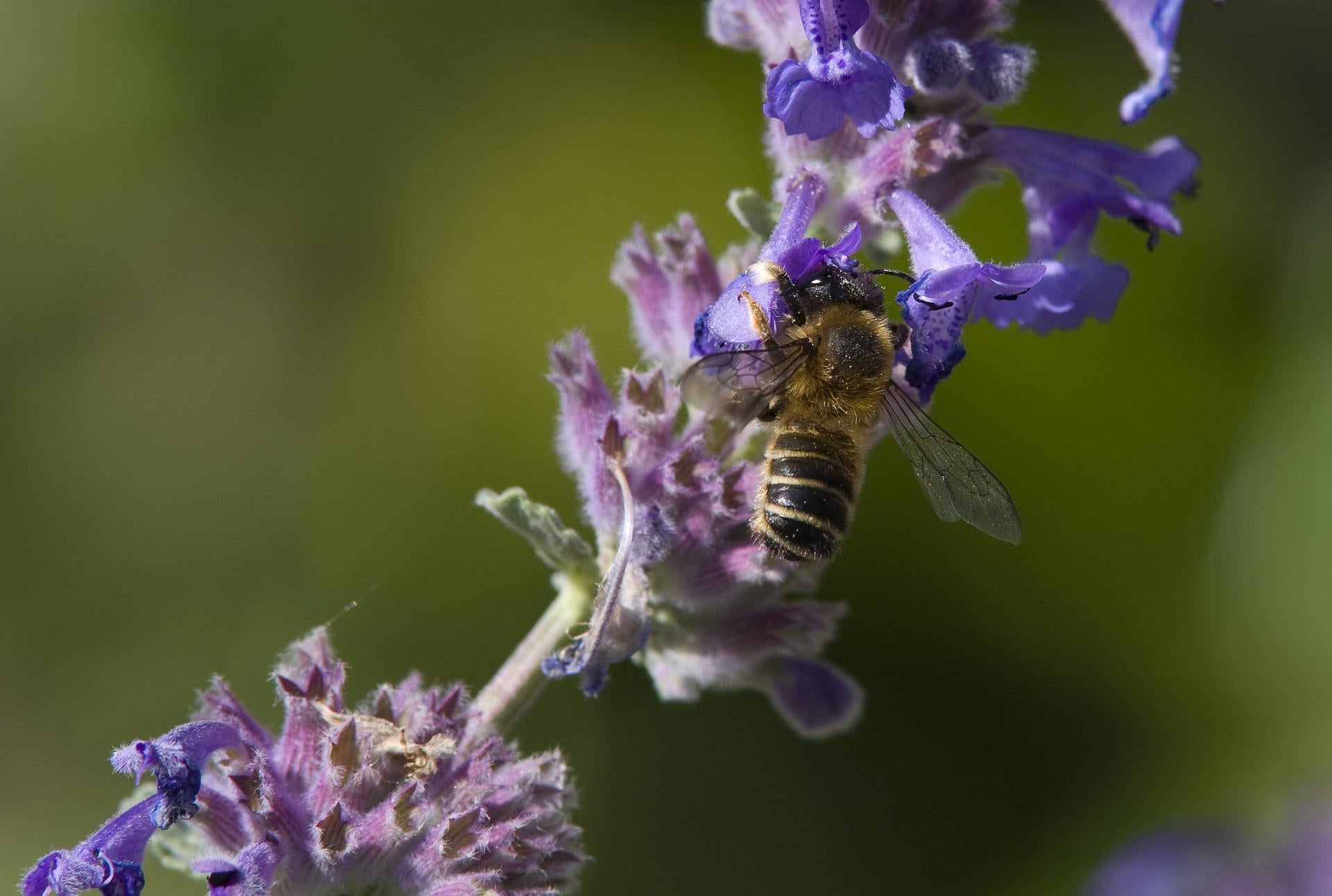 catnip plant with bee