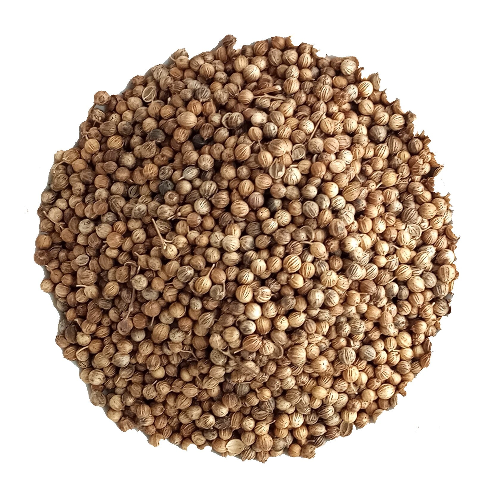 organically australian grown coriander seeds dried