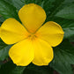 photo of yellow damiana flower in amongst dark green leaves