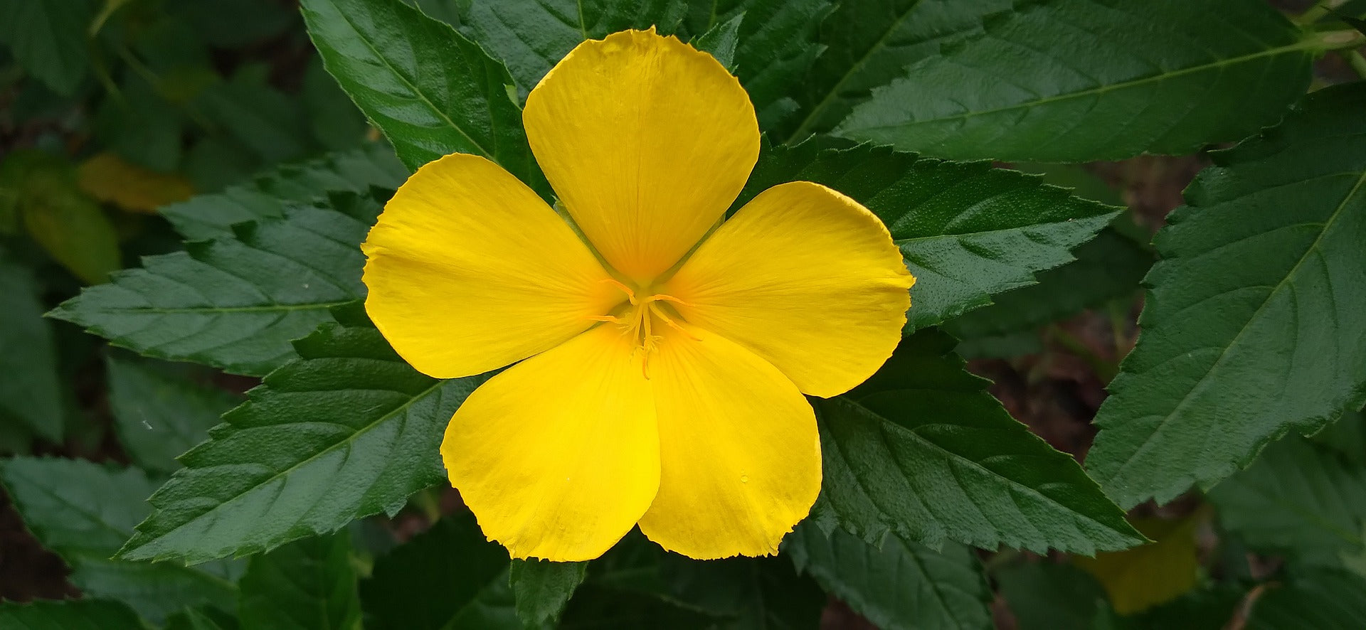 photo of yellow damiana flower in amongst dark green leaves