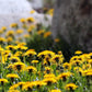 dandelions in field