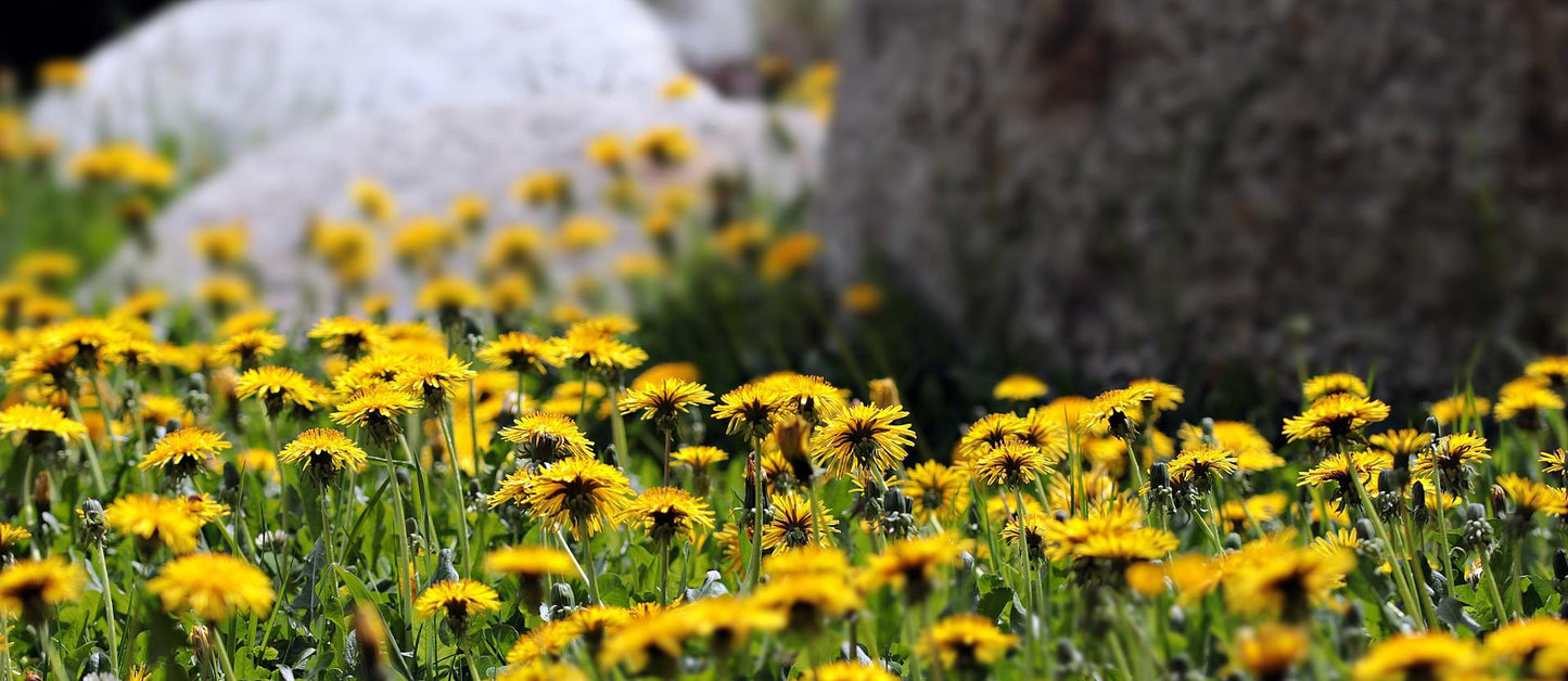 dandelions in field