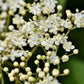 Organic Elderflower Tea - Premium Elderflowers