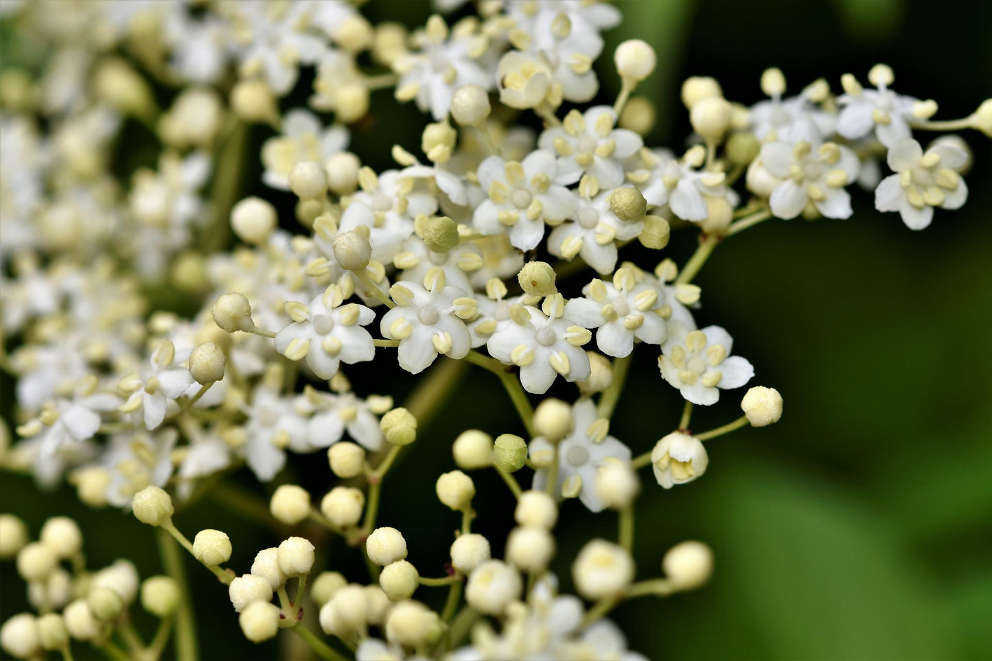 Organic Elderflower Tea - Premium Elderflowers