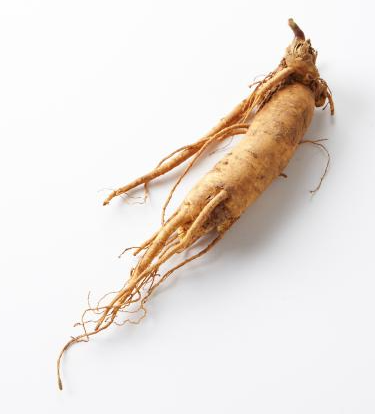 korean ginseng root photo