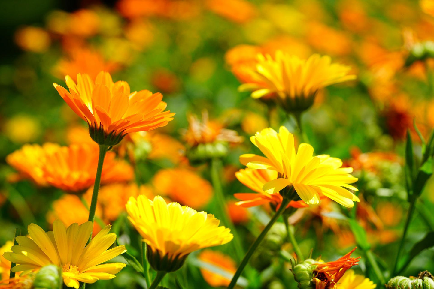 calendula or marigolds in a field