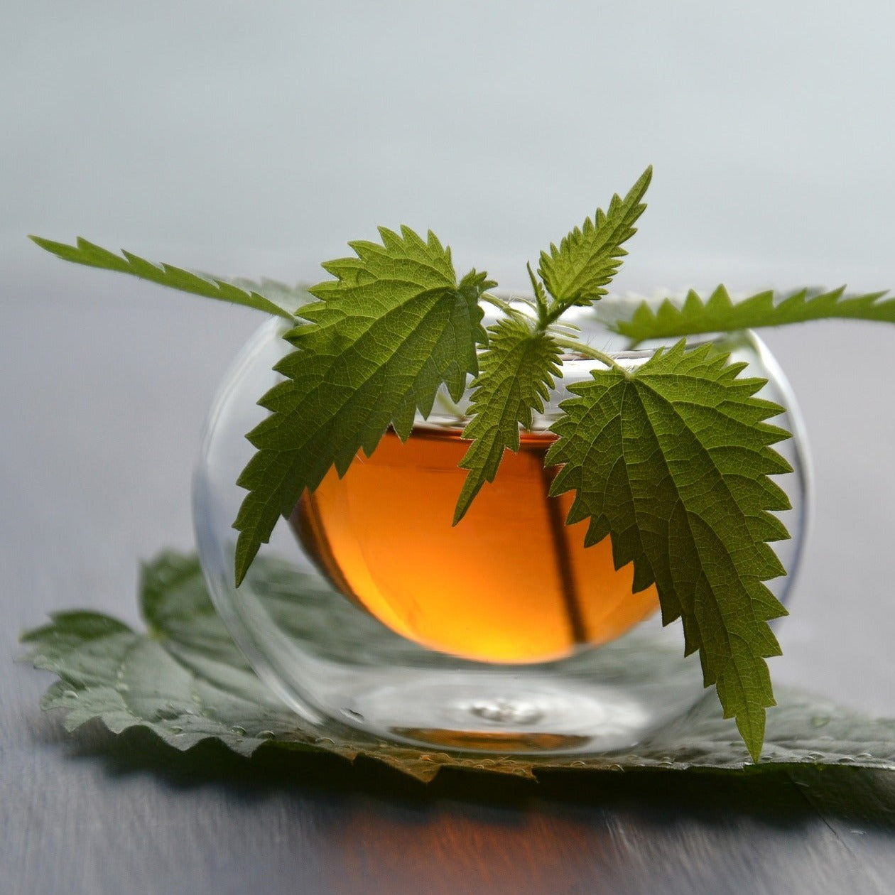 Beautiful double walled glass with nettle leaf tea inside. Colour is a honey brown. Decorated with a fresh nettle leaf placed inside glass. Most of it is hanging out. Glass on top of a large nettle leaf acting as a saucer or coaster.