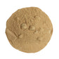 OLIVE LEAF POWDER EXTRACT 5:1
