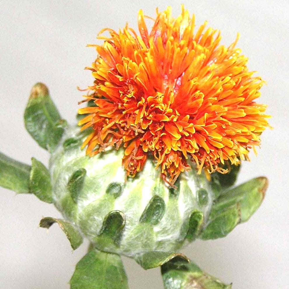 organic safflower 