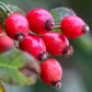 Rosehips fresh on the rose plant.