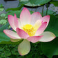 Sacred Lotus Flowers