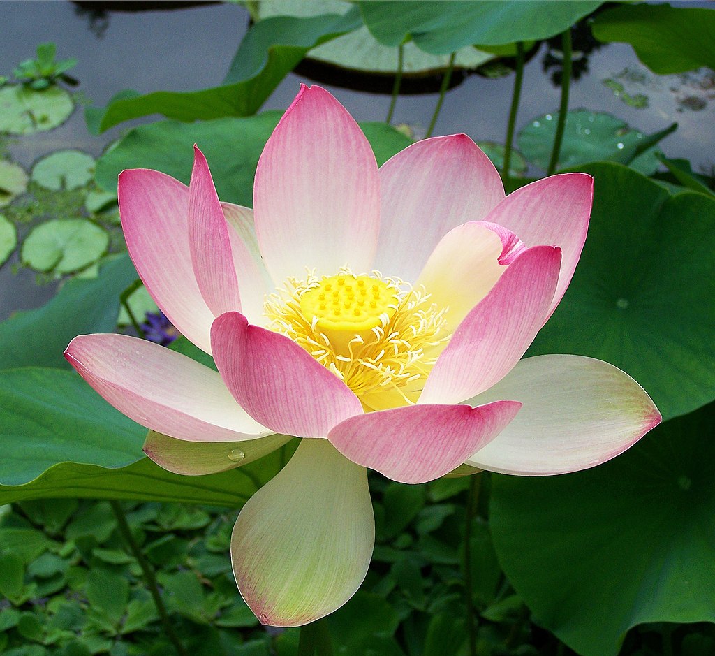 Sacred Lotus Flowers