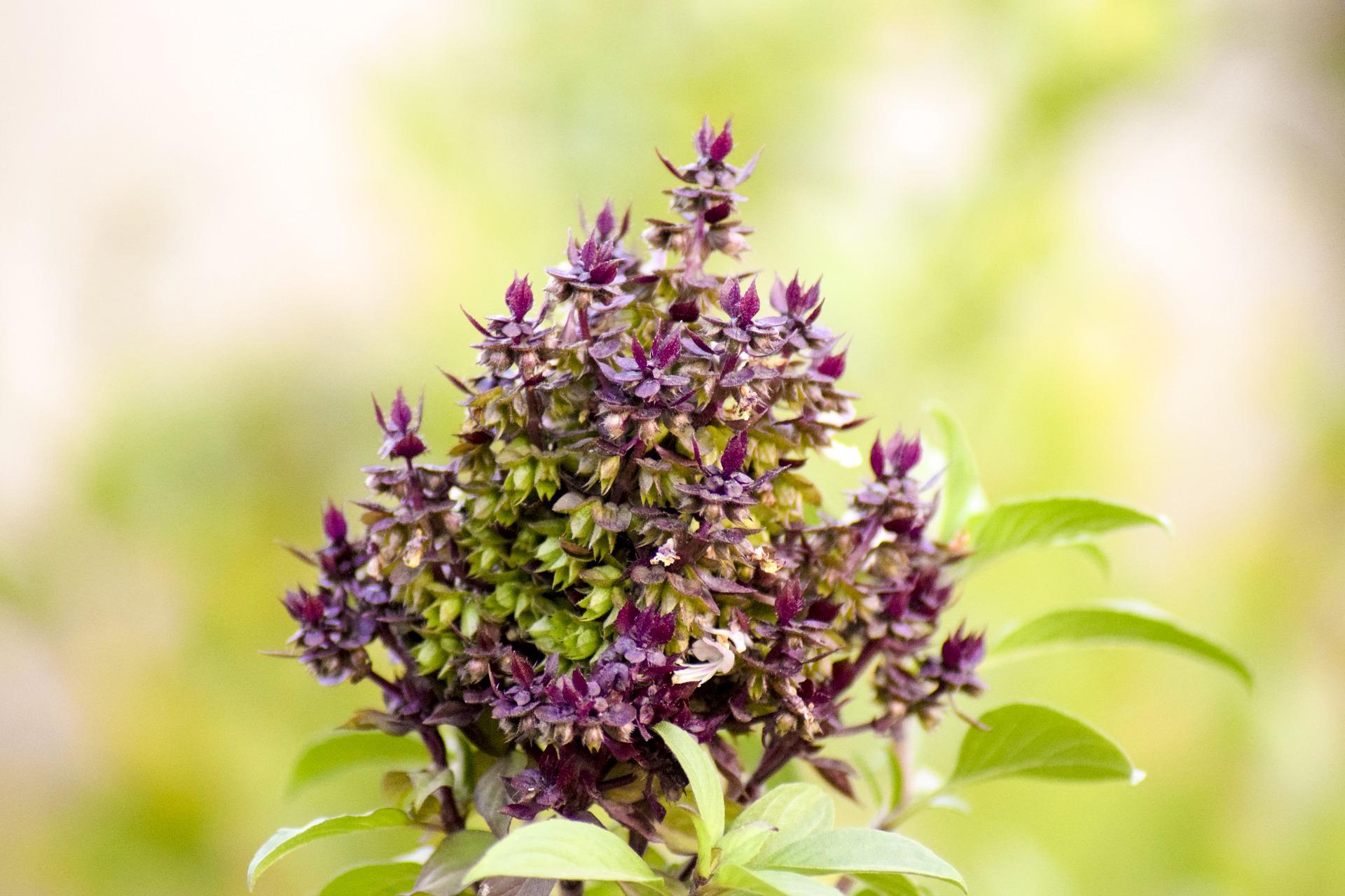 tulsi or holy basil plant