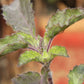 Tulsi or Holy Basil plant