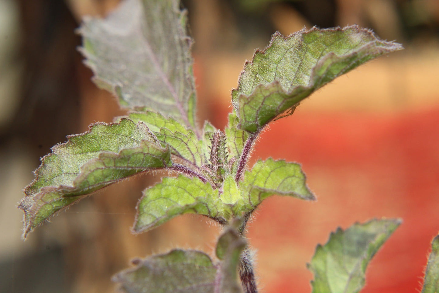 Tulsi or Holy Basil plant