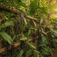 organic vanilla pods garden