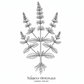 Organic Blue Vervain Herb Tea