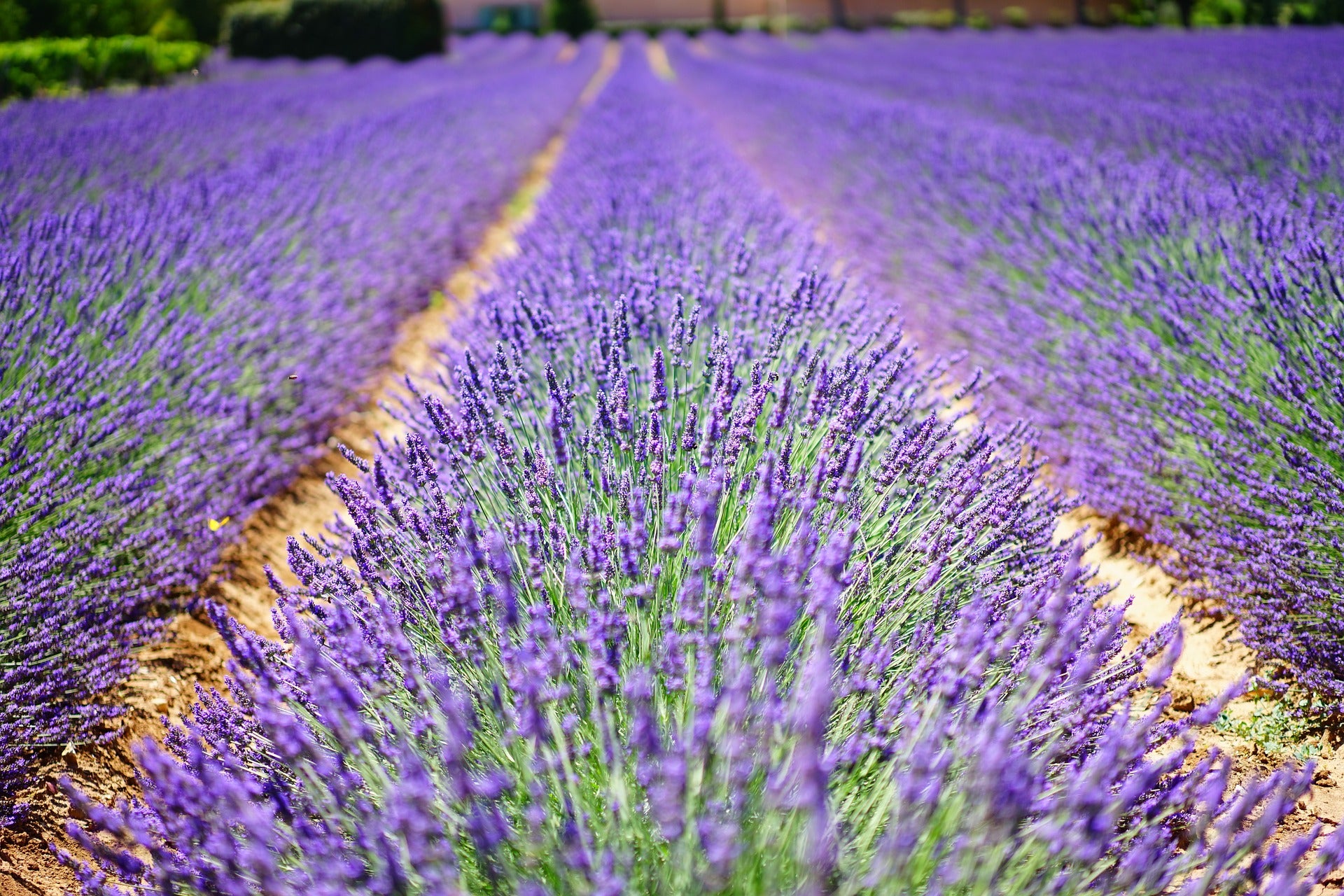 LAVENDER FIELDS