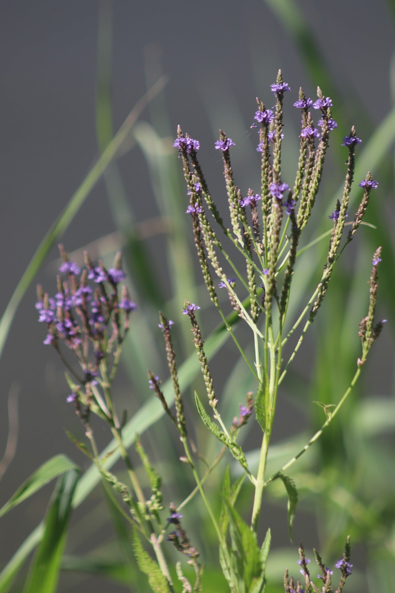 organic blue vervain photo of live plant