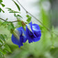 butterfly pea flowers in the garden