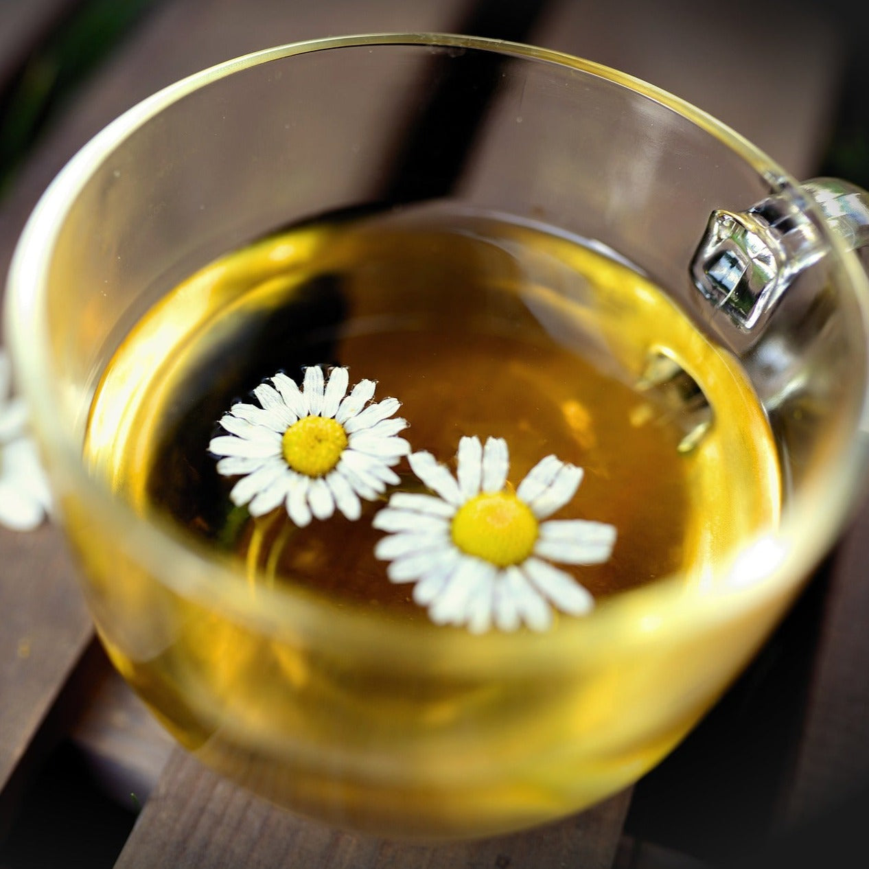 A pretty top down view of a chamomile tea brew in a glass mug. Two dainty fresh chamomile flowers float at the top of the tea.