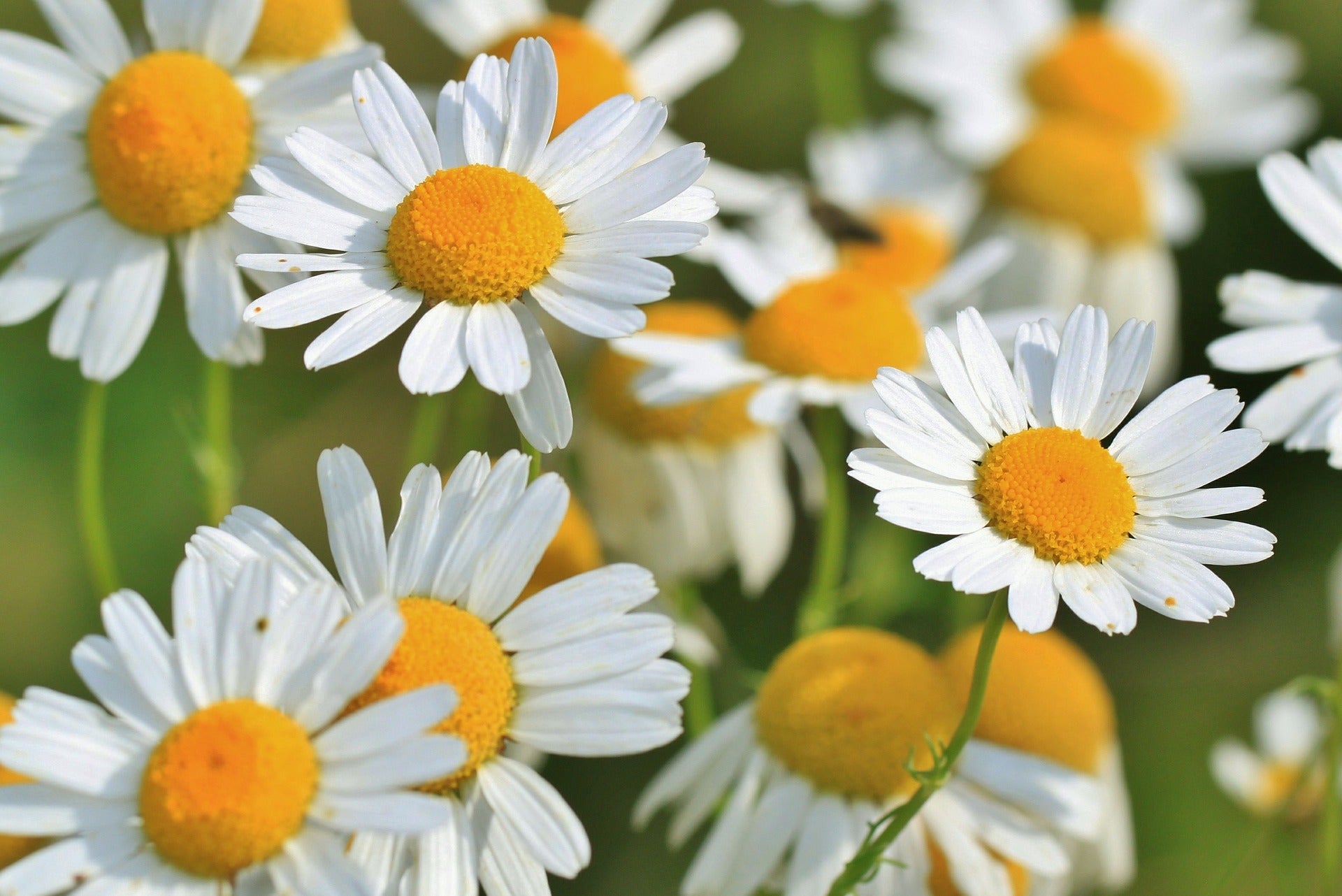 chamomile flowers in the garden