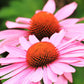 Organic Echinacea Powder