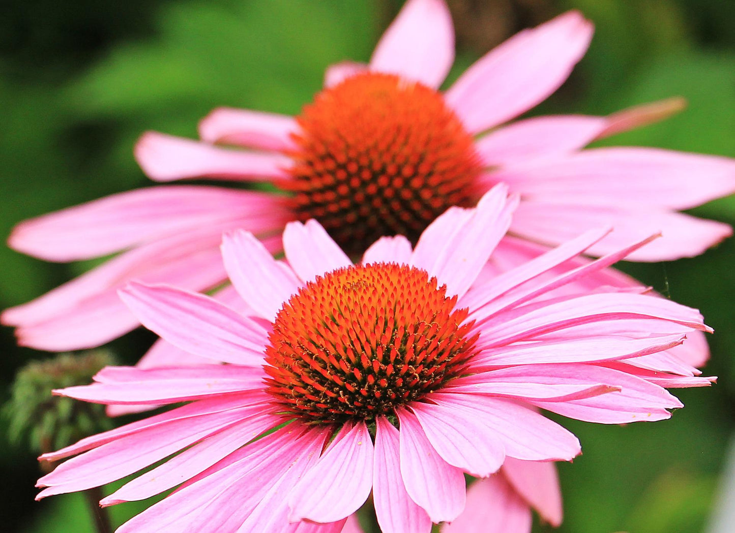 Organic Echinacea Powder