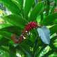 Organic Ginger Powder