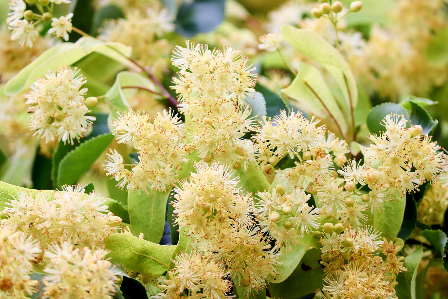 Linden flower tree