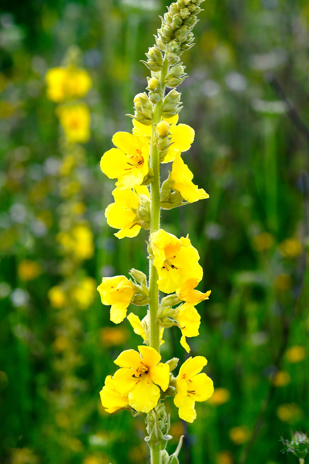 mullein flower stalk in the field