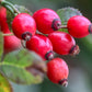 Organic Rosehip Powder