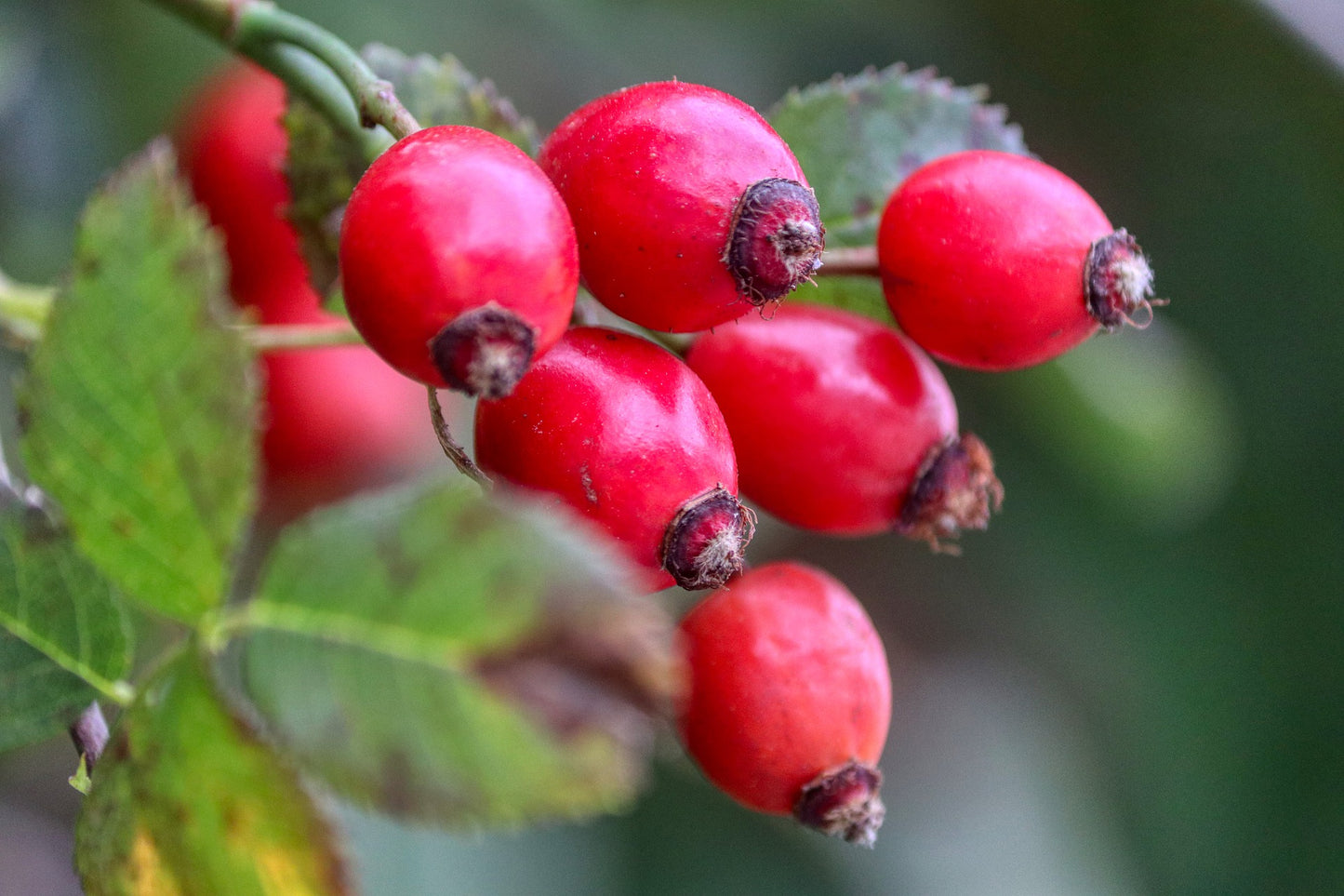 Organic Rosehip Powder